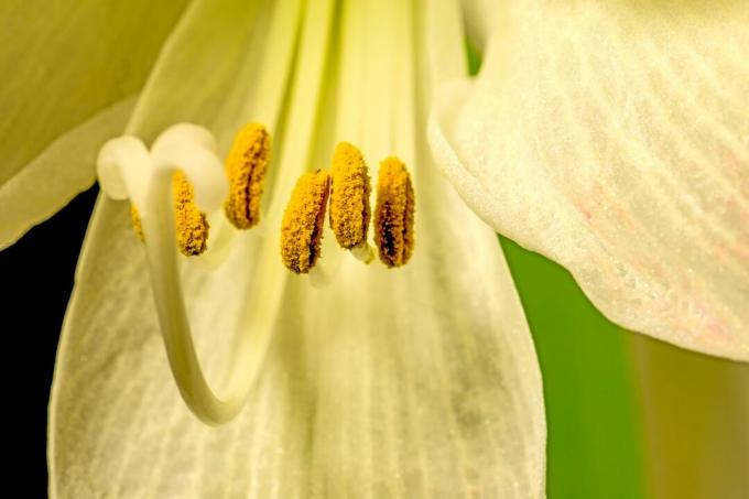 pollination of amaryllis