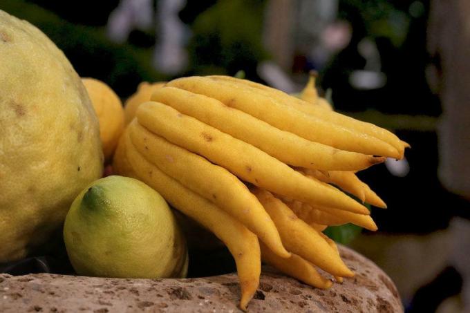 Cytryna cytrynowa pochodzi z Azji Południowo-Wschodniej
