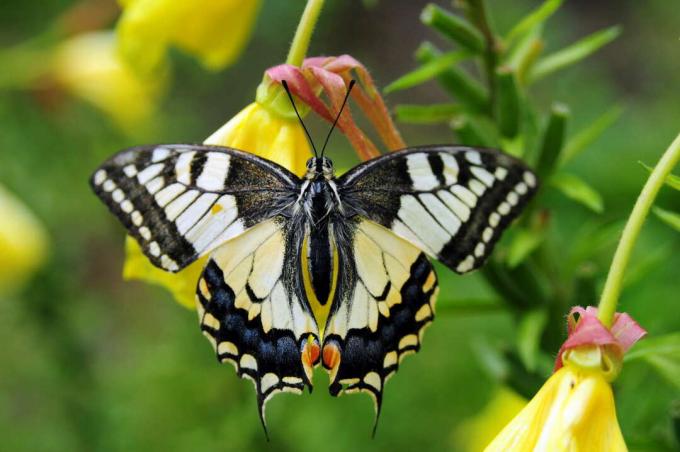 マツヨイグサの模様の蝶