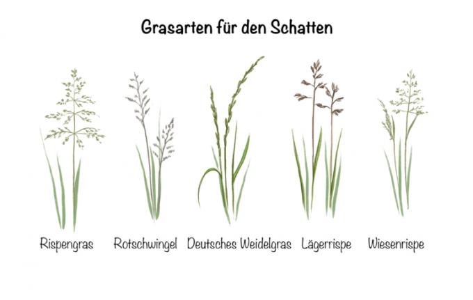 Senčna trata: možne vrste trave za senco