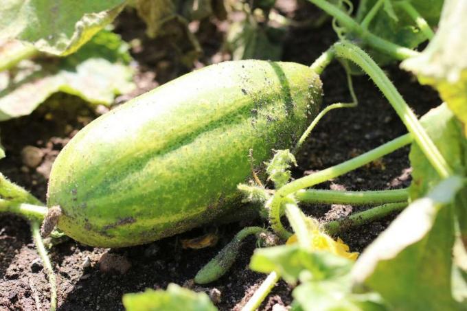 Pickling agurk " Vorgebirgstraube"