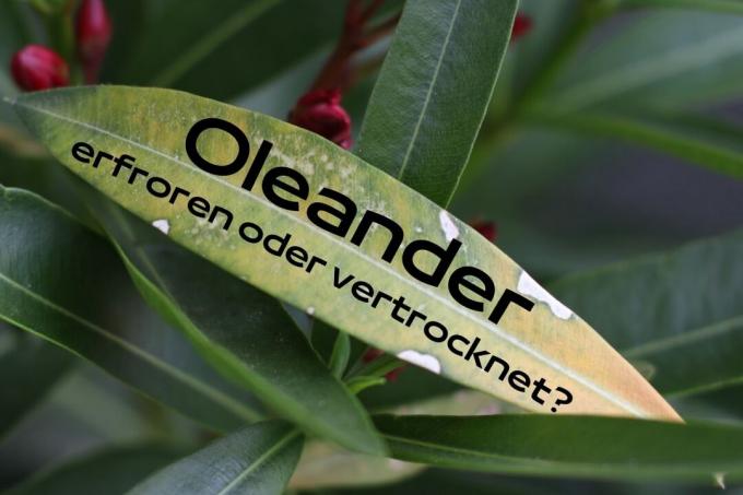 Har min oleander frusit eller torkat? omslagsfoto