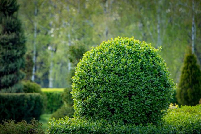 Privet hedge in spherical shape in the garden