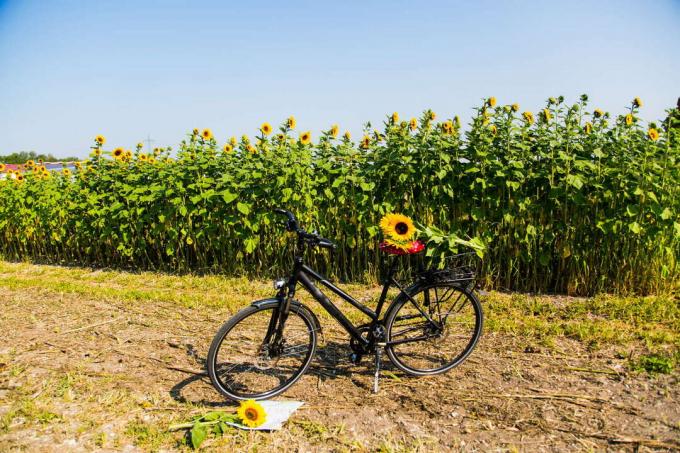 Plukker solsikker på sykkel i marka