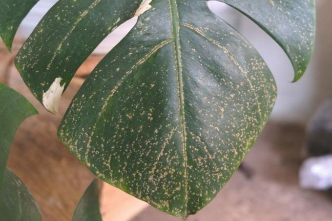 葉の斑点のあるMonsteradeliciosa「Borsigiana」