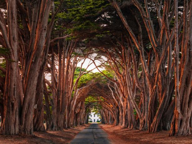 Monterey küpressid, mis moodustavad avenüü