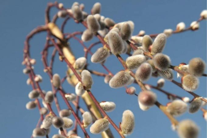 معلقة هريرة صفصاف - Salix caprea " Pendula"