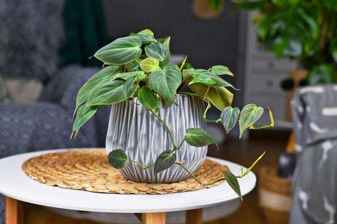 Philodendron scandens in a pot