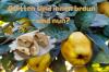 Le mele cotogne sono marroni all'interno: cosa fare?