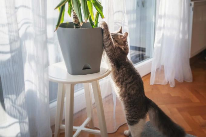 Mačka grabi kućnu biljku