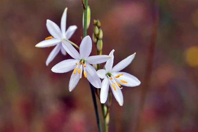 Bezzaru zāles lilija (Anthericum liliago)