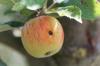 Polilla de la manzana: reconoce el daño y lucha con éxito