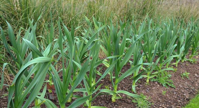Elephant garlic plants in the bed 
