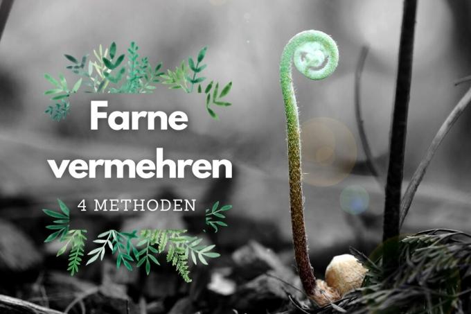 Propagating ferns: 4 methods - cover picture