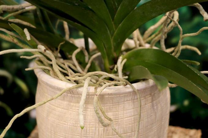 Plantera om orkidéer ordentligt