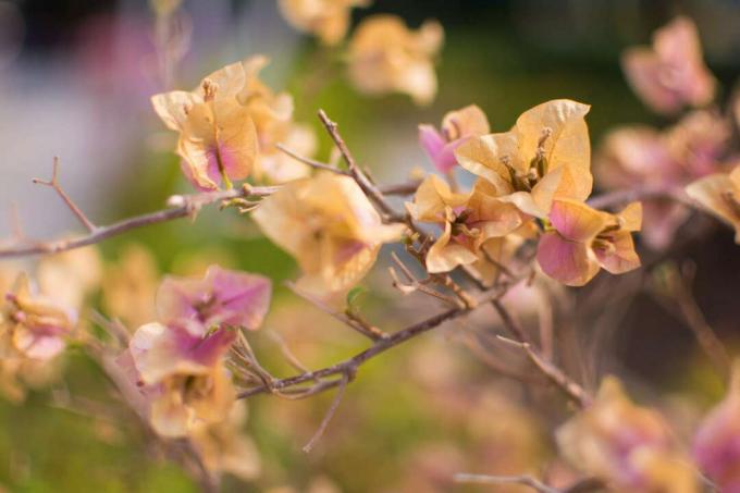 Bunga bugenvil layu