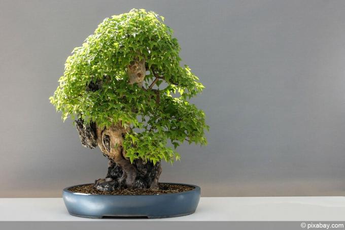 Kweek bonsai uit zaad