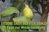 Sitruunapuu kaataa lehtiä: kuinka elvyttää?
