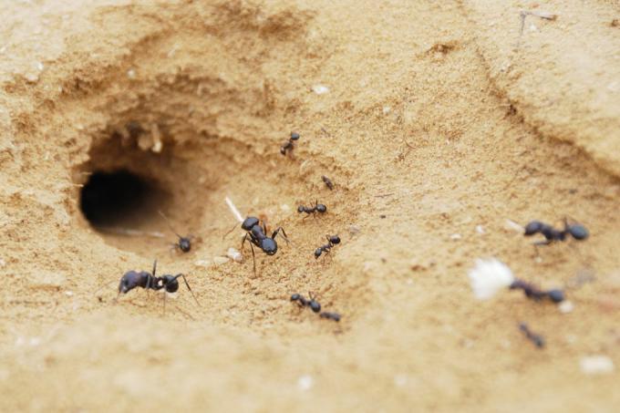 ჭიანჭველები ქვიშის ყუთში