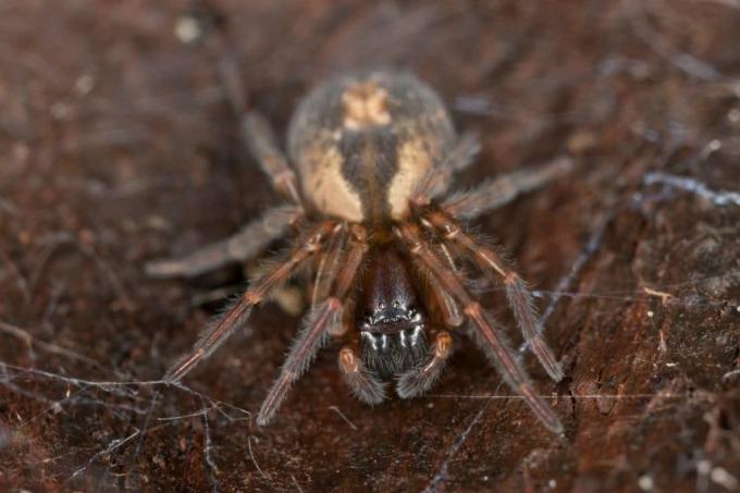 Window spider (Amaurobius fenestralis)