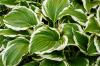 Variegated Leaves: Explanation & Examples