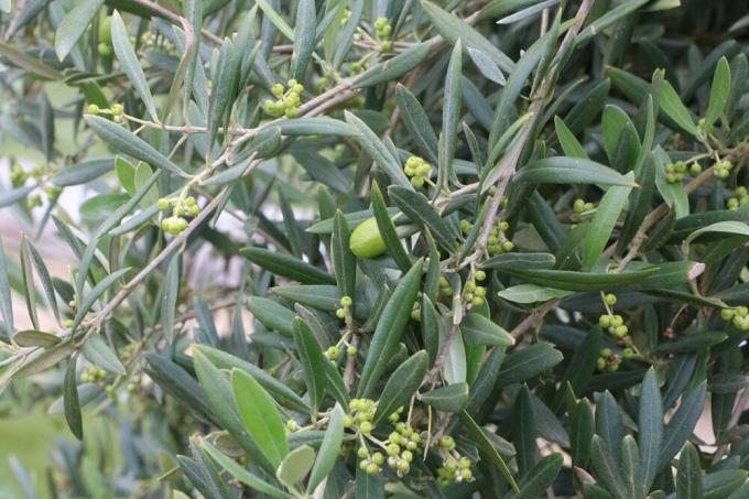Маслиново дърво - Olea europaea