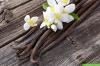 Odla vaniljplantor: 11 tips för skötsel