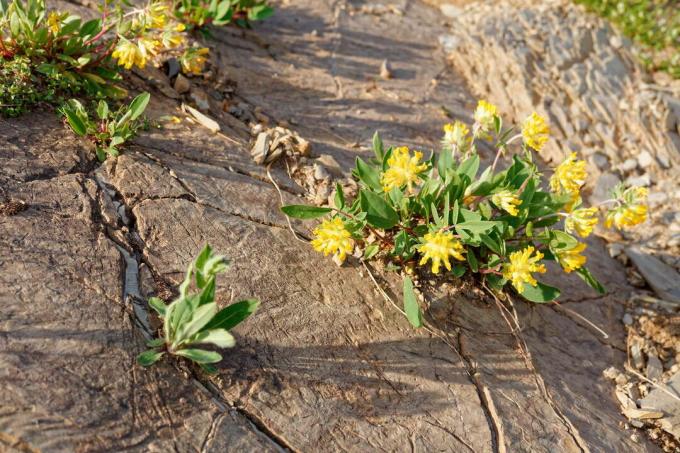 Kidney vetch in crevice with yellow flowers