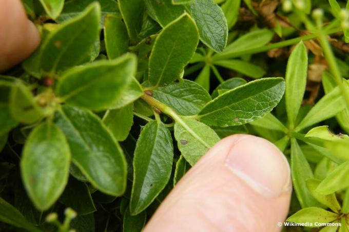 Hand holds leaves and shoots of dwarf willow