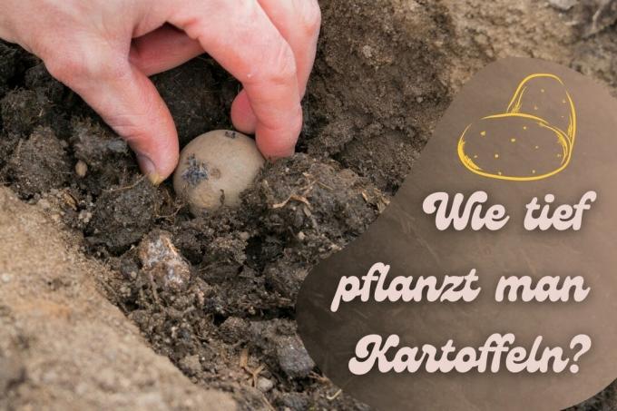 How deep to plant potatoes - title
