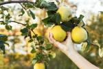 Harvesting Quince: Tips for Harvesting & Storage