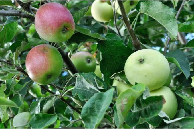 עץ תפוח מושתל עם מספר זנים