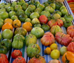 야외에서 재배되는 지역 토마토 품종