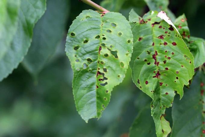 Višeň (Prunus cerasus) Brokovnicová nemoc