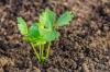 Skutečný celer: Vše, co potřebujete vědět o pěstování, sklizni a skladování