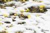 Winterling: época de floración, siembra y propagación