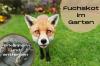 Изпражнения от лисица в градината: какво да правя?