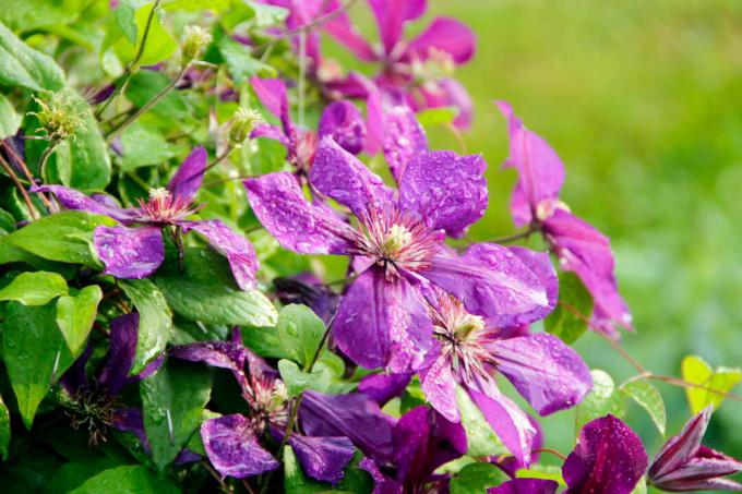 Clématite violette avec des gouttes d'eau dans le jardin