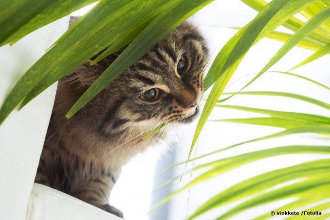 Is bamboo poisonous to cats?