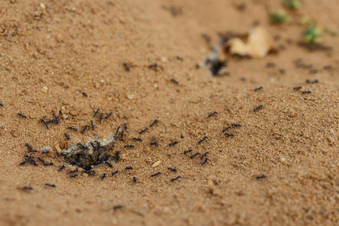 olej na varenie piesok mravce