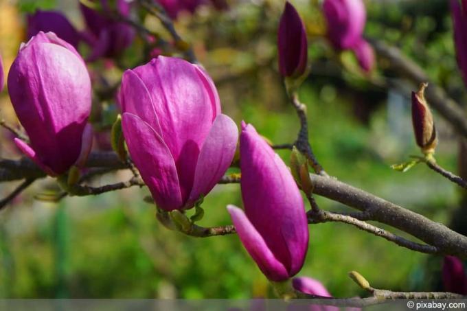 Фиолетовая магнолия - Magnolia liliflora