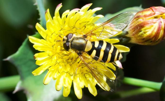 Iso hover fly