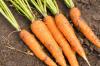 Carrot: provenance, origin and synonyms