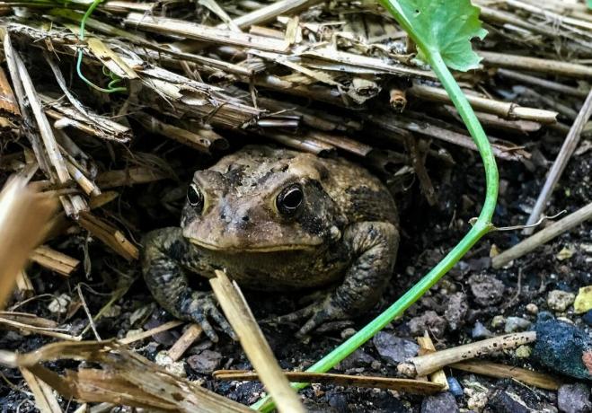 Обикновена жаба под купчини храсти