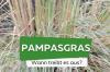 When does pampas grass sprout?