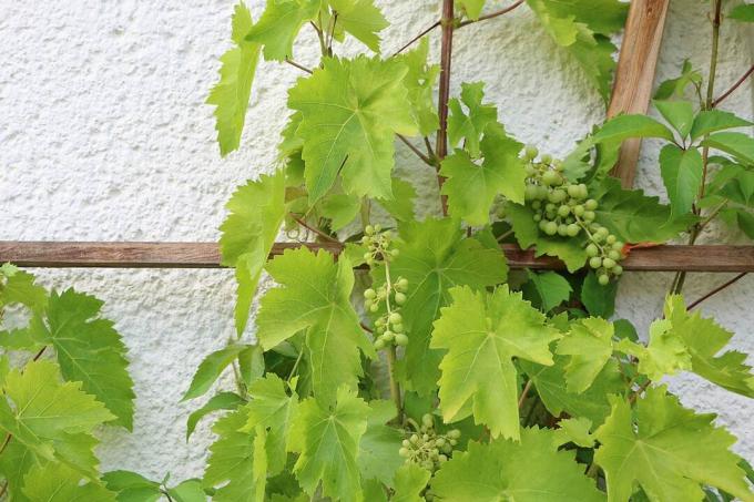 Vraie vigne (Vitis vinifera)