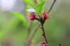 Época de plantación de hortensias: ¿cuándo es ideal?