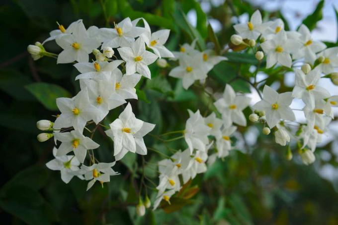 Jasmine-flowered nightshade in the garden