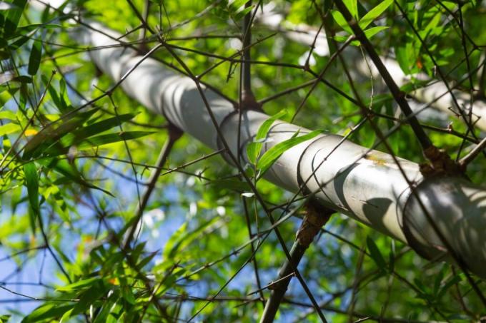 är-bambu-trä