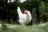 Бели, черно-бели и кафяви породи пилета